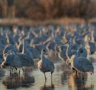 Sandhill cranes roosting pond at sunrise, Bernardo Wildlife Area, New Mexico Art Print